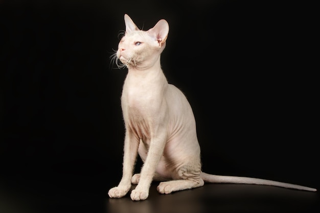 Studio photography of the don sphynx cat on colored backgrounds