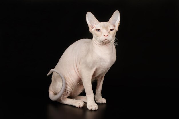 Studio photography of the don sphynx cat on colored backgrounds