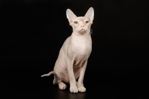 Studio photography of the don sphynx cat on colored backgrounds