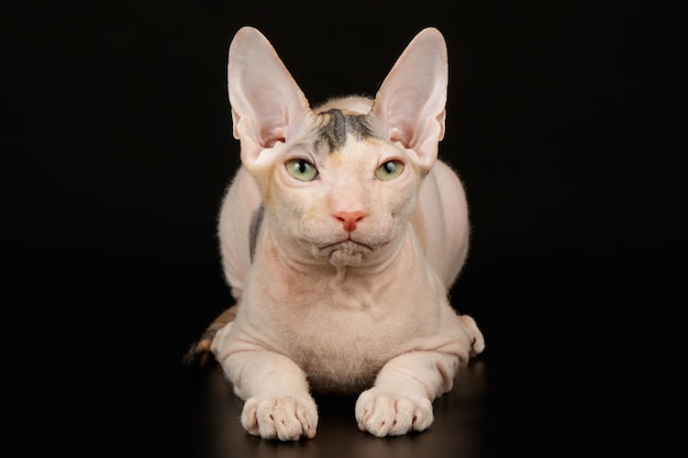 Studio photography of the don sphynx cat on colored backgrounds