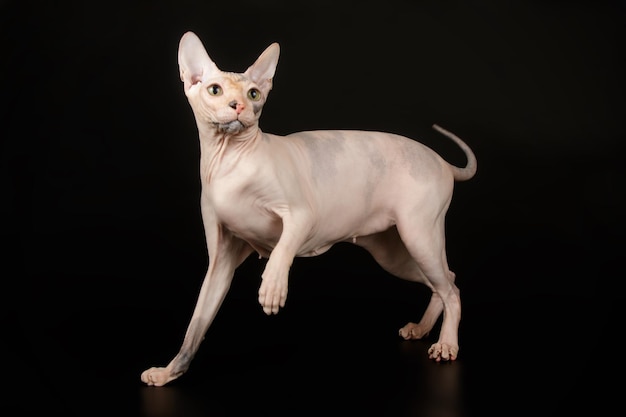 Studio photography of the don sphynx cat on colored backgrounds