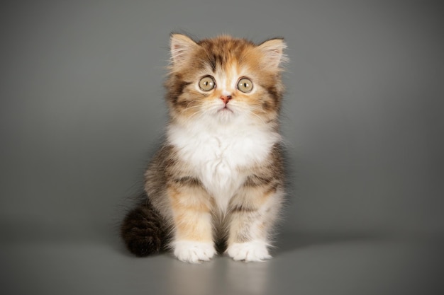 Studio photography of highland straight cat on colored backgrounds