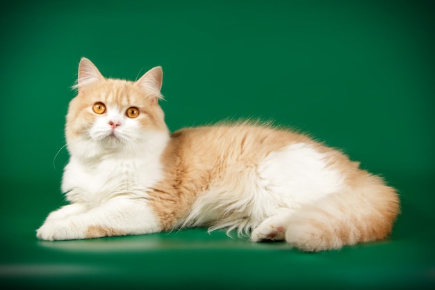 Studio photography of highland straight cat on colored backgrounds