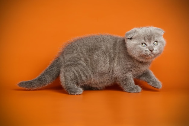 Studio photography of a scottish fold shorthair cat on colored backgrounds