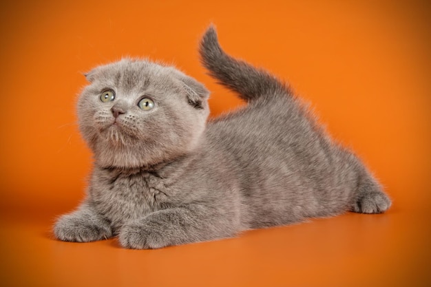 Studio photography of a scottish fold shorthair cat on colored backgrounds