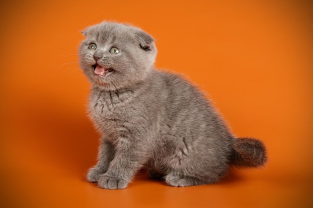 Studio photography of a scottish fold shorthair cat on colored backgrounds