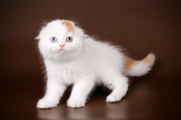 Studio photography of a scottish fold shorthair cat on colored backgrounds