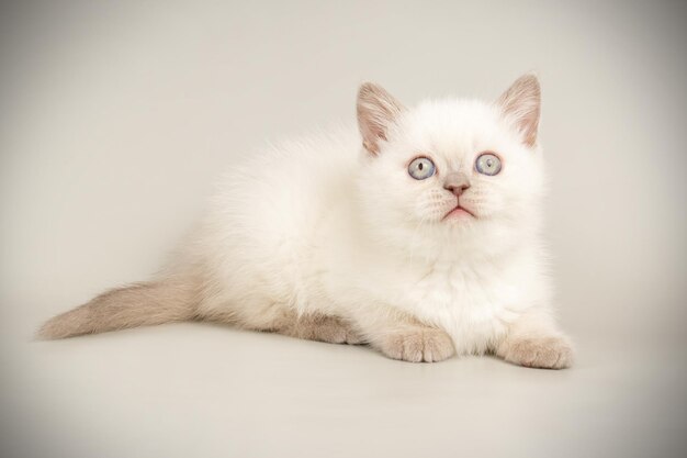 Studio photography of a scottish straight shorthair cat on colored backgrounds