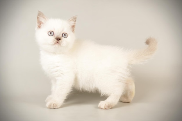 Studio photography of a scottish straight shorthair cat on colored backgrounds