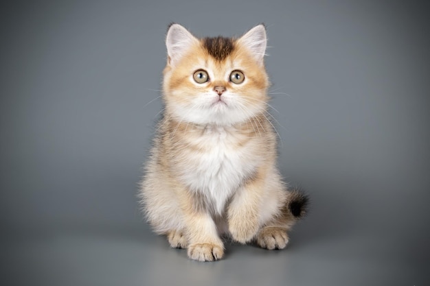 Studio photography of a scottish straight shorthair cat on colored backgrounds