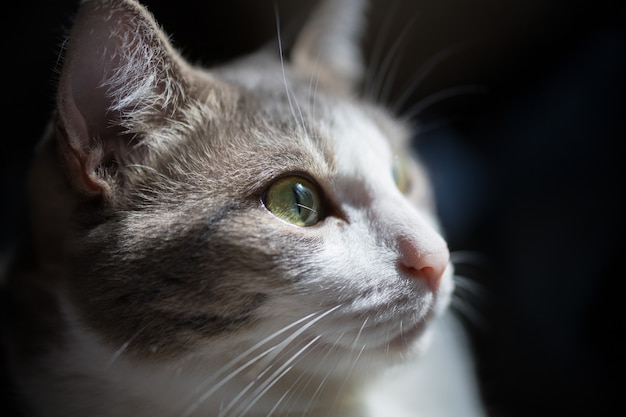 Studio porter for a domestic cat. Large shiny eyes and pet mustache on a dark background. Macro photo, cat face close-up.