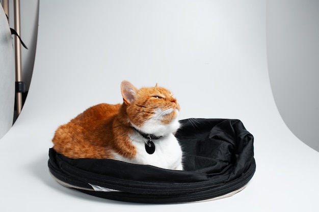 Studio portrait of adorable funny red and white cat chilling on black studio reflector Closeup view