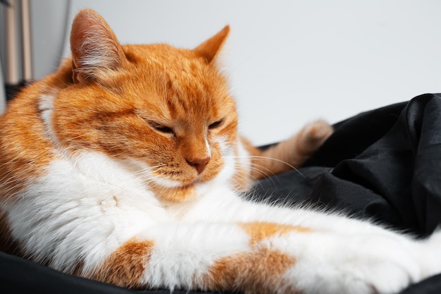 Studio portrait of adorable funny red and white cat chilling on black studio reflector Closeup view