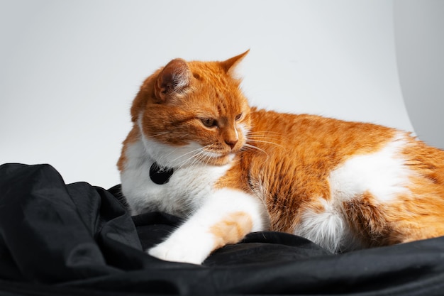 Studio portrait of adorable funny red and white cat chilling on black studio reflector Closeup view