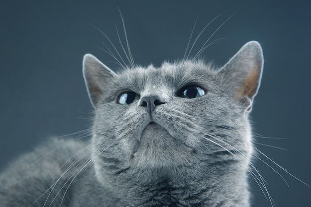 Studio portrait of a beautiful grey cat on dark background. pet mammal animal predator