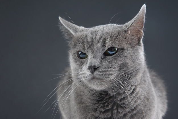 Studio portrait of a beautiful grey cat on dark background. pet mammal animal predator