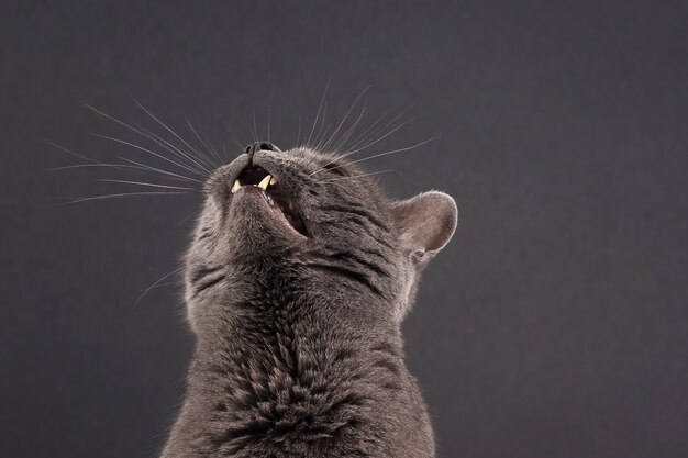 Studio portrait of a beautiful grey cat on dark surface