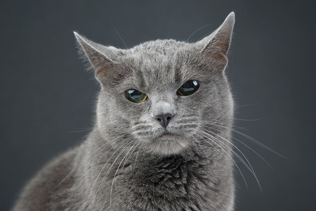 Studio portrait of a beautiful grey cat on dark