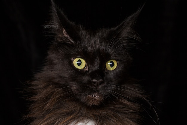 Studio Portrait of a beautiful Maine Coon Cat