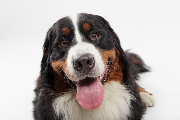 Studio portrait of an expressive black Bernese Mountain Dog against white background