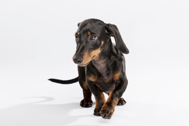 Studio portrait of an expressive Teckel dog against white background