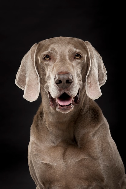 Studio portrait of an expressive Weimaraner Dog against black background