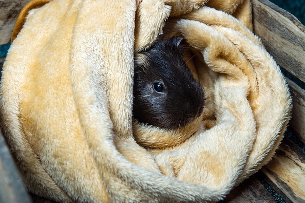 Studio portrait of a guinea pig on blue background