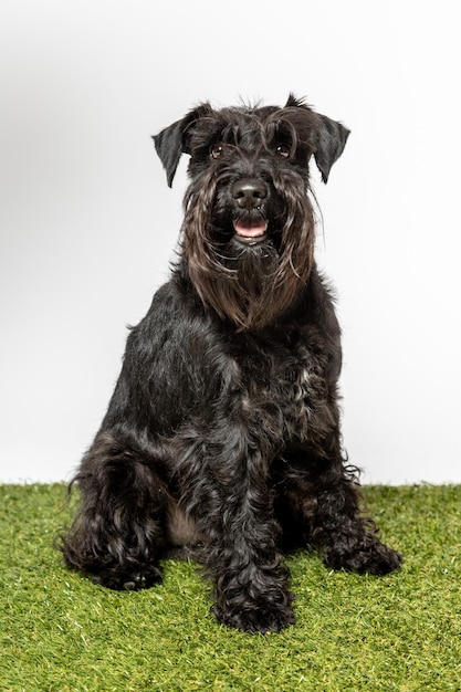 Studio portrait of a miniature schnauzer dog on white background