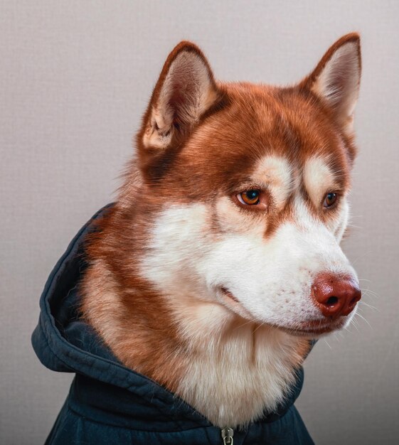 Photo studio portrait red husky dog in black hoodie side view