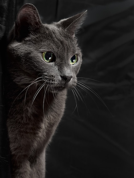 Studio portrait of relaxing dark gray cat on dark background in low key