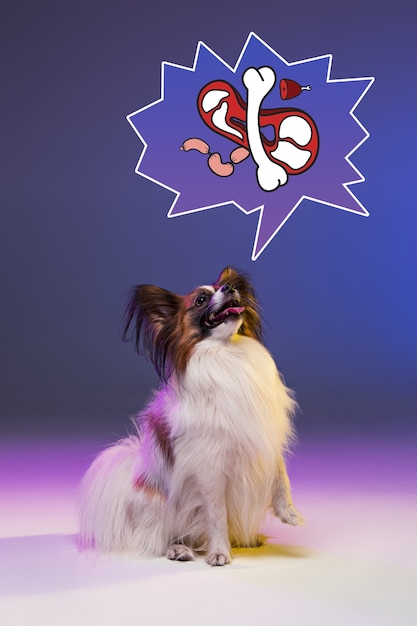 Studio portrait of a small yawning puppy Papillon dog on blue studio background. Concept of dreams of dog