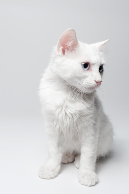 Studio portrait of white kitten with blue eyes on white background Looking away