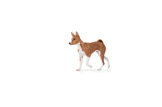 Studio shot of basenji dog isolated on white studio background