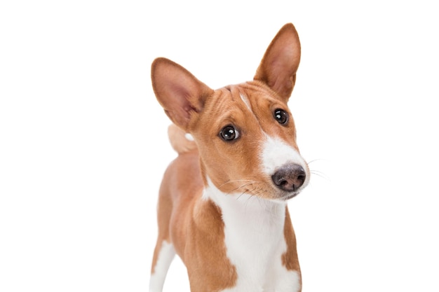 Studio shot of Basenji dog isolated on white studio background