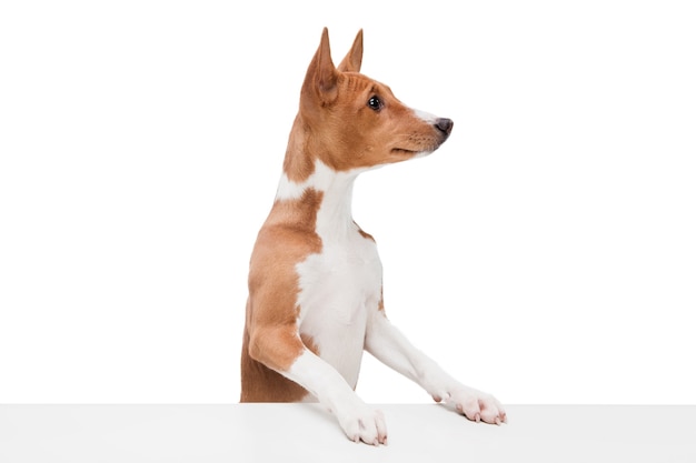 Studio shot of Basenji dog isolated on white studio