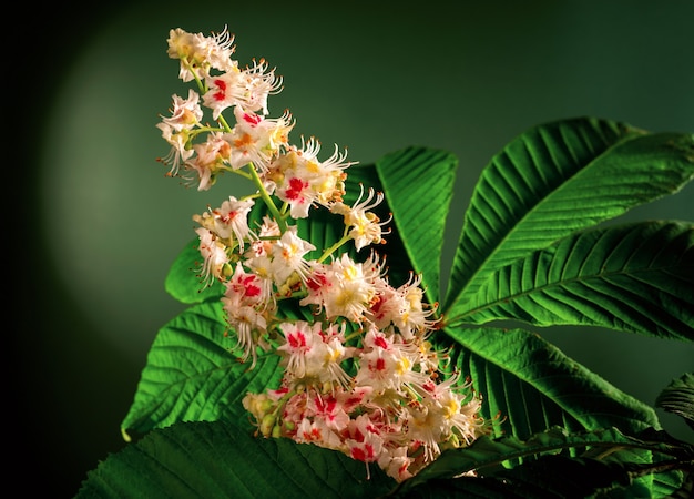 Studio shot of beautiful chestnut flower against a dark green background. Chestnut tree blossoming