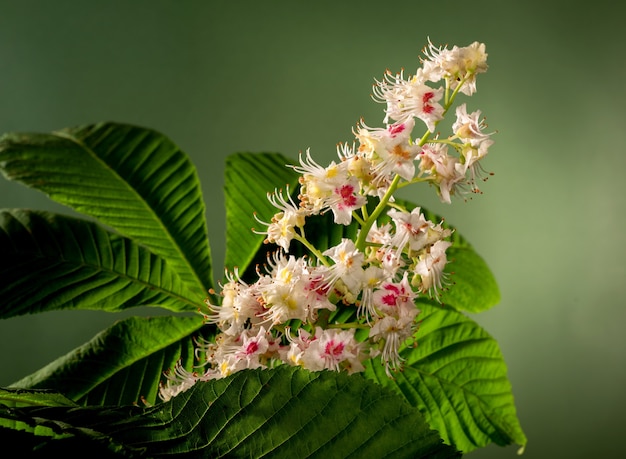 Studio shot of beautiful chestnut flower against a dark green background. Chestnut tree blossoming