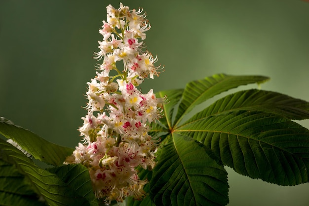 Studio shot of beautiful chestnut flower against a dark green background