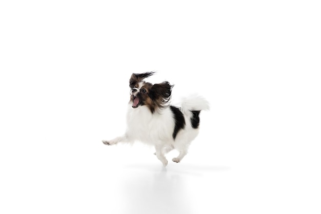 Studio shot of funny Papillon dog isolated on white studio background