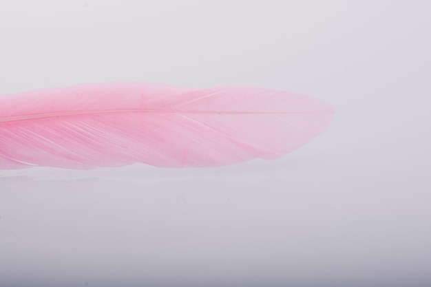 Studio shot macro photo colored bird feathers