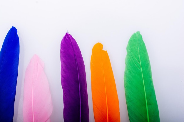 Studio shot macro photo colored bird feathers