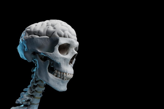 The study of the human body a ridge on which a skull with a brain inside on a black background