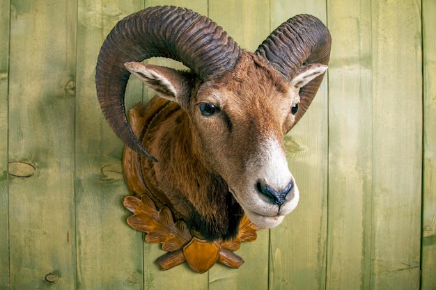 stuffed mouflon head in front of a rustic wooden wall