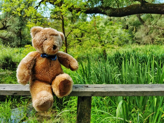 Photo stuffed toy on field