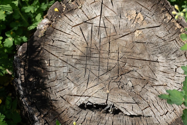 The stump of a birch top view