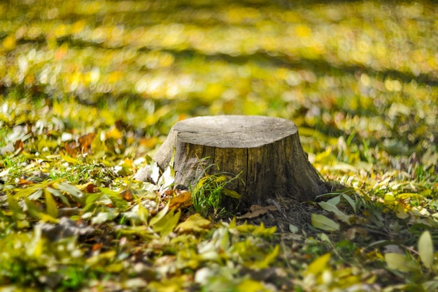 Photo stump of a felled tree in the forest