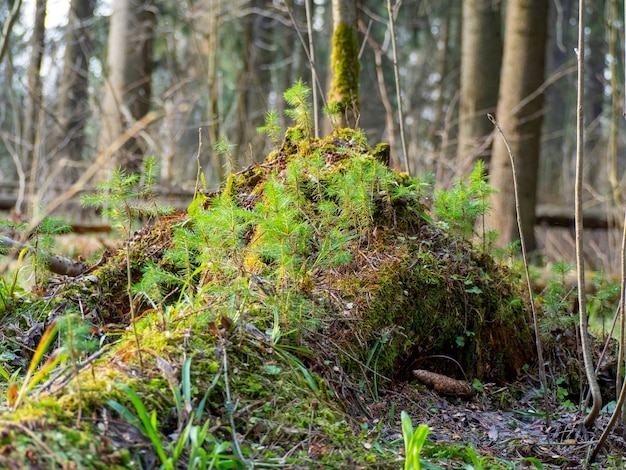 A stump in the forest covered with moss and young growth. Forest landscape. Day