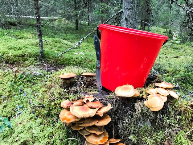 Stump in the forest with a lot of beautiful tasty edible mushrooms with a red bucket