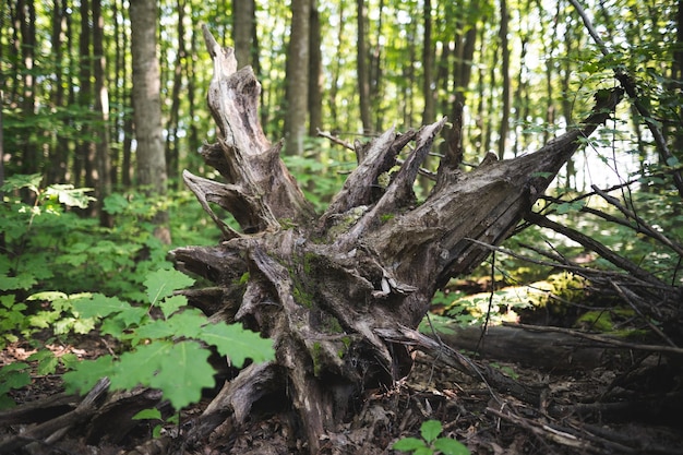 stump from a cut tree by lumberjacks in the forest