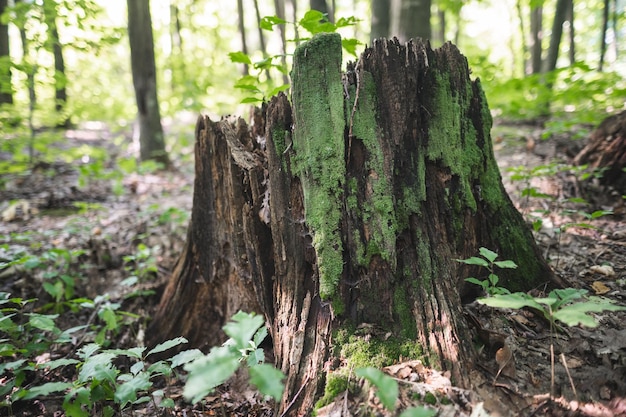 Photo a stump from a tree cut down by loggers in the forest is covered with moss